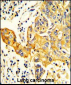 RARS2 Antibody (C-term)